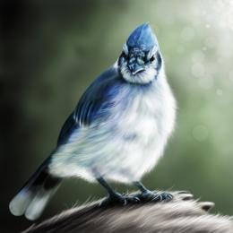 Little blue bird